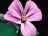 Astrology intuitive readings, horoscope predictions, flower essences, past life regression, feng shui consultant, Transcendental meditation, gift certificates, lectures, classes, parties by Lydia Solini