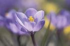 Astrology intuitive readings, horoscope predictions, flower essences, past life regression, feng shui consultant, Transcendental meditation, gift certificates, lectures, classes, parties by Lydia Solini